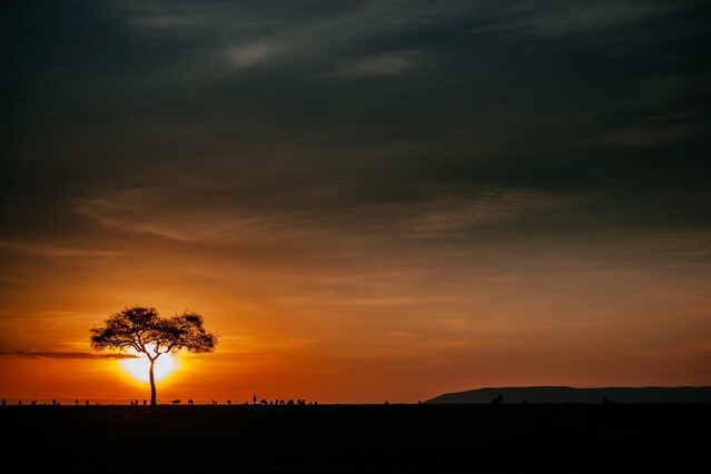 acacia in sunset